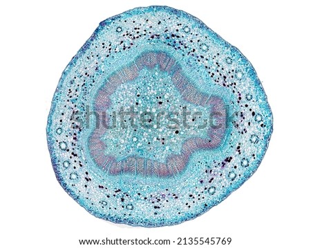 cross section cut slice of plant stem under the microscope – microscopic view of plant cells for botanic education – high quality