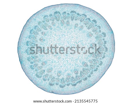 cross section cut slice of plant stem under the microscope – microscopic view of plant cells for botanic education – high quality