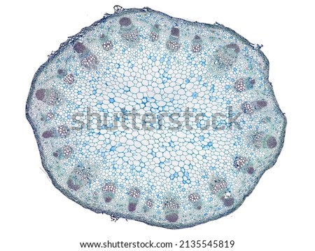 cross section cut slice of plant stem under the microscope – microscopic view of plant cells for botanic education – high quality