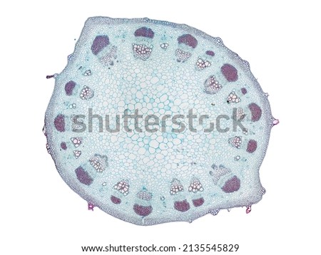 cross section cut slice of plant stem under the microscope – microscopic view of plant cells for botanic education – high quality