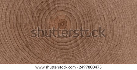 cross section of cut tree