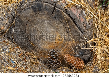 Cross Section of Cut Tree Log with Pine Cones on Forest Ground