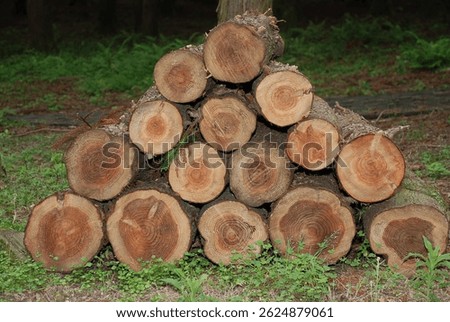 Cross section of a cypress tree in the cypress forest of Jeju Island