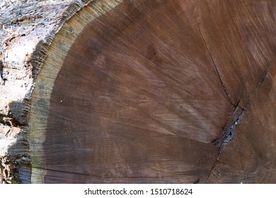 Cross Section Of Downed Giant Redwood With Rings Clearly Visible