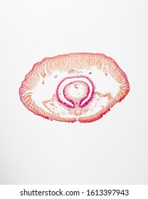 Cross section of an earthworm.
