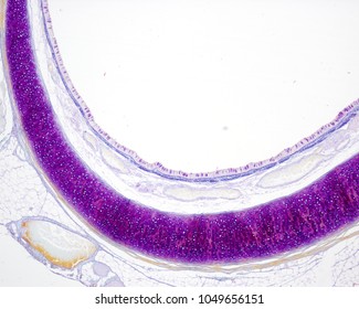 Cross Section Of A Gabe Stained Trachea, Showing A Tracheal Ring Of Hyaline Cartilage. Despite Being A Very Low Magnification Micrograph, The Goblet Cells Of The Respiratory Epithelium Can Be Seen.