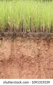 Cross Section Of Grass And Soil Profile.