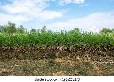 6,633 Grass cross section Images, Stock Photos & Vectors | Shutterstock