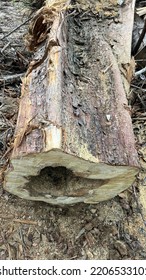 Cross Section Of A Hollow Tree Trunk