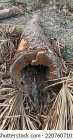 Cross Section Of A Hollow Tree Trunk