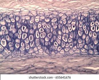 Cross Section Human Cartilage Bone Under Microscope View