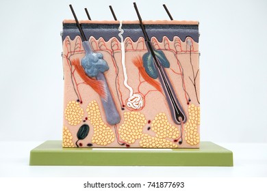 180 Dermatology skin cross section Stock Photos, Images & Photography ...