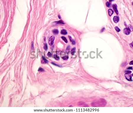 Cross section of intradermal portion of excretory duct of an eccrine sweat gland, lined by a stratified epithelium formed by two layers of cuboidal cells. 