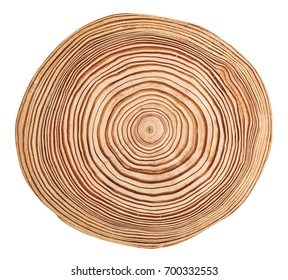 Cross section of larch tree trunk showing growth rings isolated on white background.