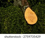 Cross section of a large tree that fell on a hedge