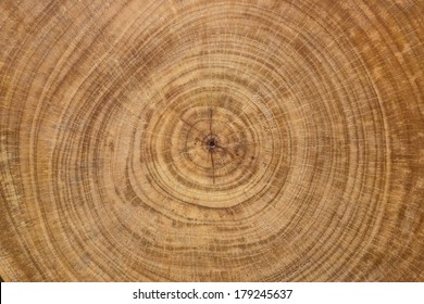 Cross Section Log Texture