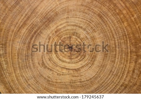 cross section log texture