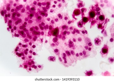 Cross Section Meiosis Stages Under Microscope Stock Photo 1419393110 ...