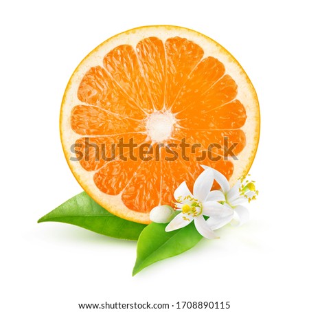 Cross section of orange fruit, orange tree leaves and blossoms isolated on white background