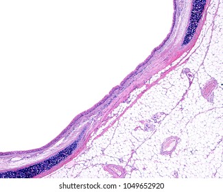 Cross Section Of A Posterior Region Of A Trachea, Showing The Posterior Opening Of The C-shaped Tracheal Cartilage. A Layer Of Smooth Muscle Is Joining The Free Cartilage Ends.