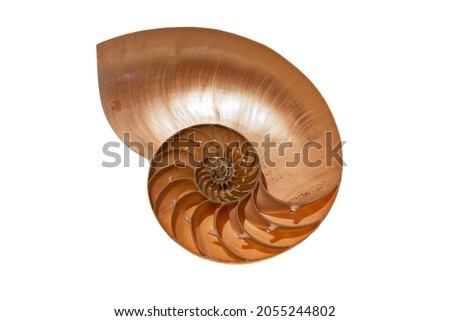Cross section of the shell of a Nautilus. The nautilus is a pelagic marine mollusc of the cephalopod family Nautilidae.