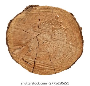 Cross section of a slice of a tree trunk with age or growth rings, dendrochronology wood science isolated on white background design element