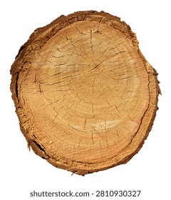 Cross section slice of a tree trunk with age or growth rings, dendrochronology wood science isolated on white background design element