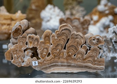 Cross section of a stalagmite.
