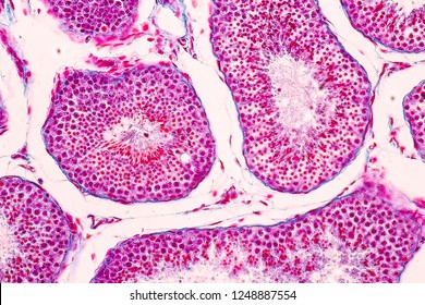 Cross Section Testis Tissue Under Microscope Stock Photo Shutterstock