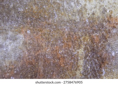 cross section through a slice of petrified wood in close up