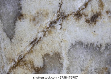 cross section through a slice of petrified wood in close up
