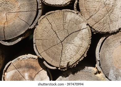 Стоковая фотография 397470994: Cross Section Timber Damage Termite ...