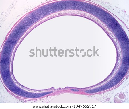 Cross section of the trachea, showing C-shaped tracheal rings of hyaline cartilage. The tracheal mucosa is located inside cartilage. Low magnification micrograph