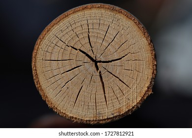 Cross section of the tree 