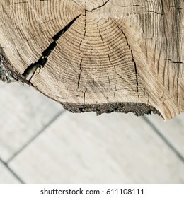 Cross section of the tree.