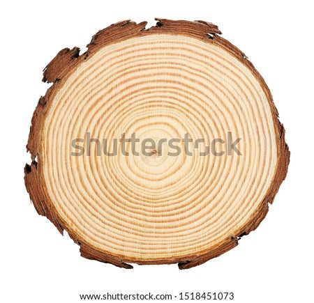 cross section of tree branch with evident rings isolated on white