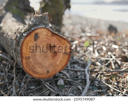 Cross section of a tree at Island 22 Regional Park in Chilliwack, British Columbia, Canada