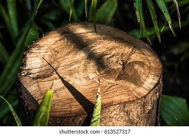 cross section of tree rings