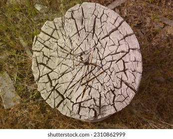 Cross section of tree stump with ax marks in top