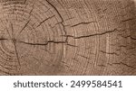 Cross section of tree trunk background. Old wood texture of tree rings. Cut slice of wooden stump. Textured surface with rings and cracks. Background made of hardwood from the forest.