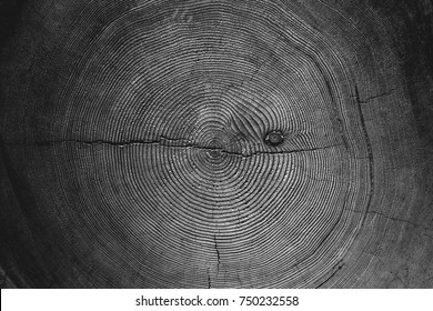 Cross section of a tree trunk in black and white - Powered by Shutterstock