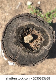 cross section of a tree trunk close up