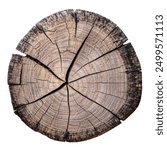 Cross section of tree trunk isolated on white background. Wood texture of tree rings. Cut slice of wooden stump. Textured surface with rings and cracks. Background made of hardwood from the forest.