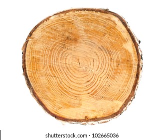 Cross section of tree trunk isolated on white background