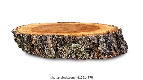 Cross section of tree trunk isolated on white background