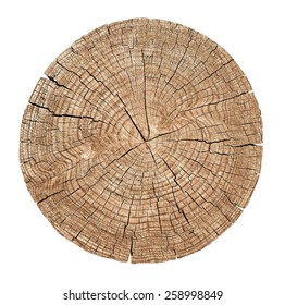Cross section of tree trunk showing growth rings on white background. wood texture