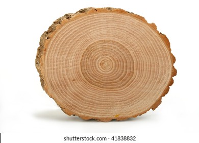 Cross section of tree trunk showing growth rings on white  background