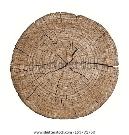 Cross section of tree trunk showing growth rings on white background. log. timber wood texture