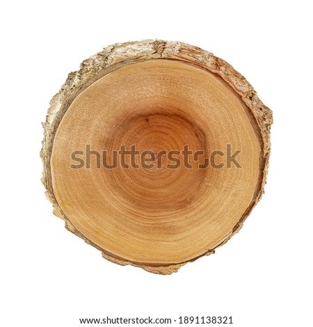 Cross section of tree trunk showing growth rings isolated on white background with clipping path included.
