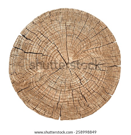 Cross section of tree trunk showing growth rings on white background. wood texture